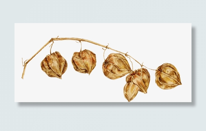 干瘪瘪的植物免抠