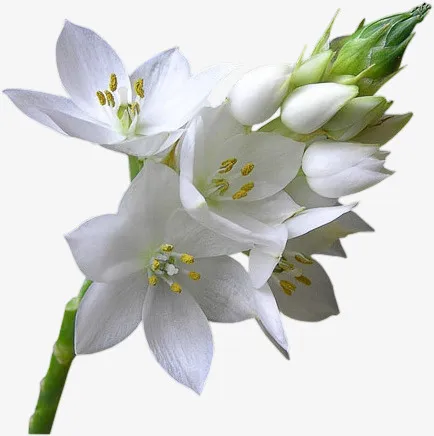 花草画卡通免抠
