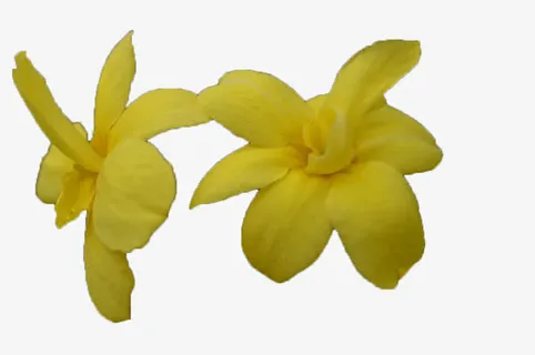 两朵迎春花免抠