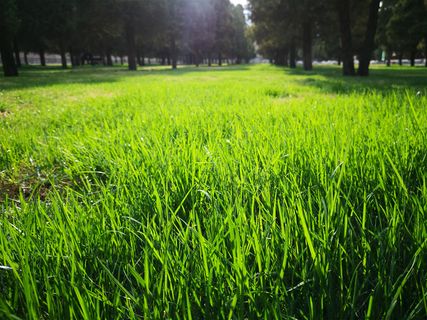 春天 绿色 草地免抠背景摄影风景元素