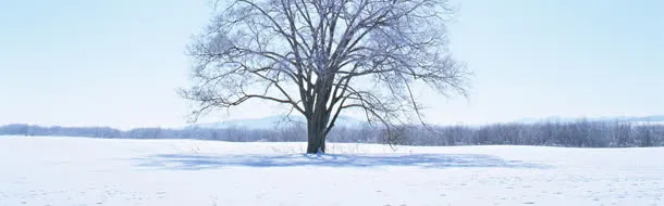 树林雪地免抠