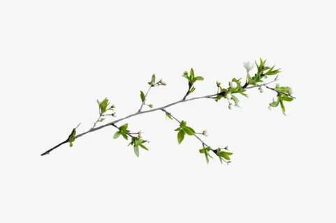枝叶免抠