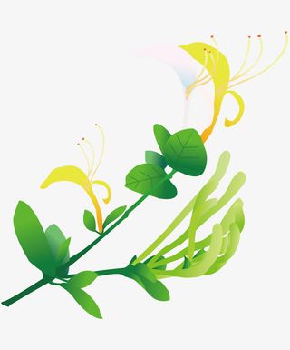 卡通手绘美丽的金银花免抠