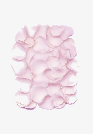 粉色唯美平铺花瓣设计素材免抠