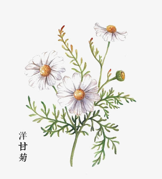 洋甘菊免抠