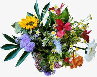 一簇鲜艳的花朵免抠