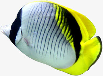 夏日海底清凉小鱼免抠