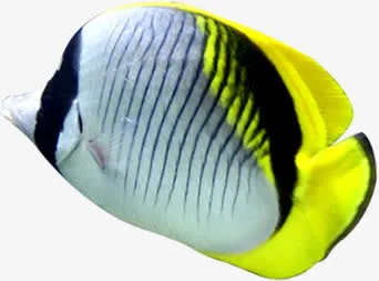 夏日海底清凉小鱼免抠