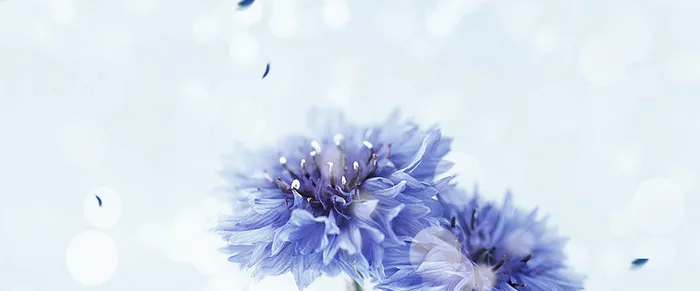 唯美花瓣背景高清