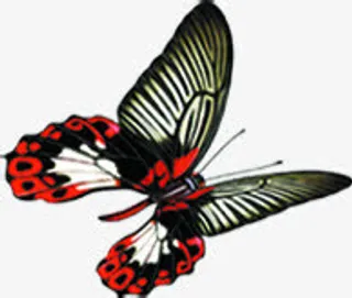 蝴蝶飞舞素材免抠