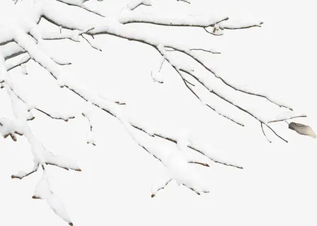 树枝上的雪免抠 树枝上的雪免抠