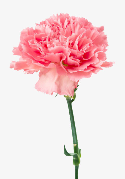 母亲节送的花2免抠