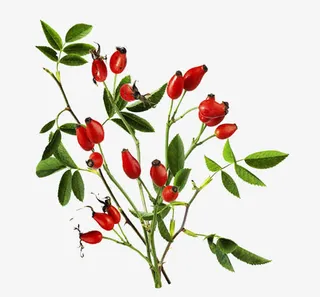 免抠素材玫瑰果图片免抠