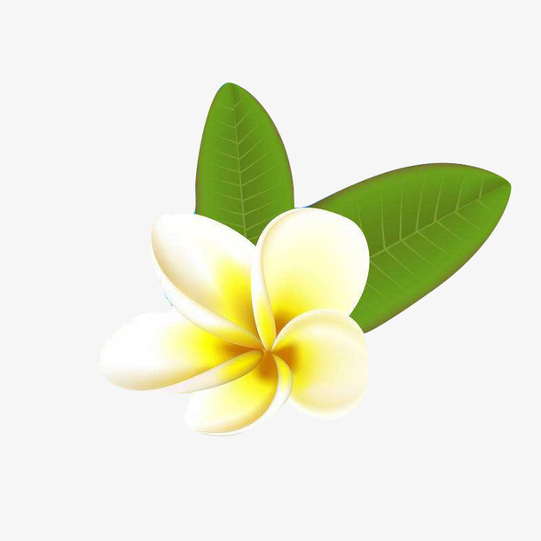 一朵鸡蛋花免抠