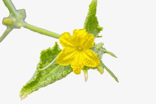 简洁俏皮装饰黄瓜藤免抠图免抠