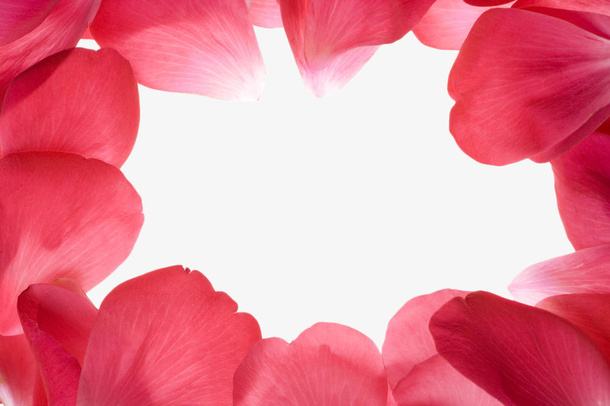 玫瑰花瓣文本框免抠