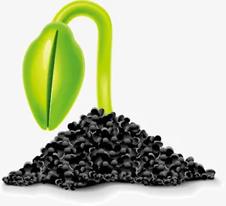 春意盎然的豆芽免抠