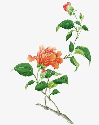 山茶花素材免抠