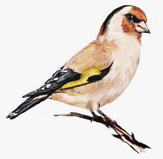 手绘水彩树枝上的小鸟免抠