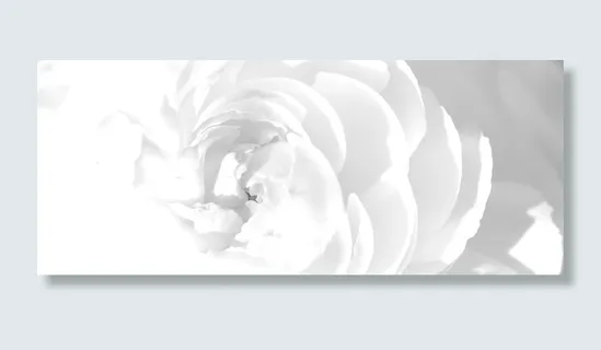 白色花朵背景装饰高清