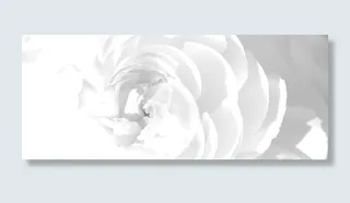 白色花朵背景装饰高清