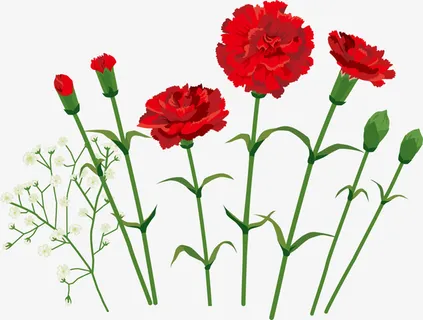 红色美丽康乃馨花束免抠