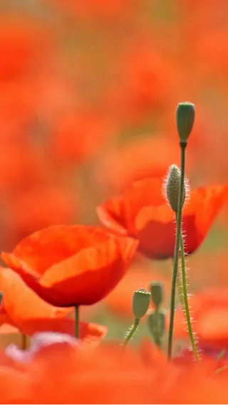 罂粟花唯美H5背景高清