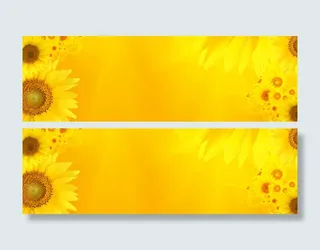 绚丽金黄色向日葵海报背景免抠