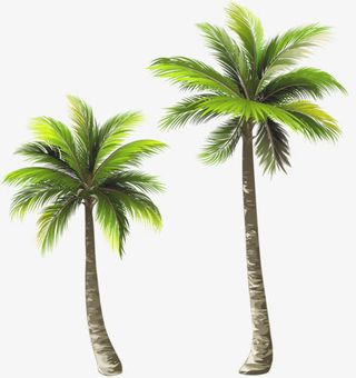 椰子树免抠