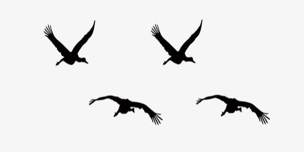 黑色简约飞鸟免抠