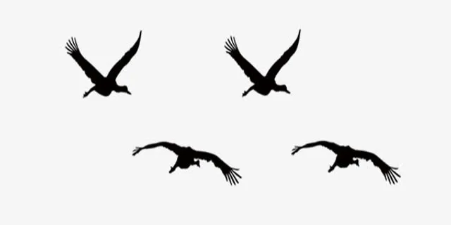 黑色简约飞鸟免抠
