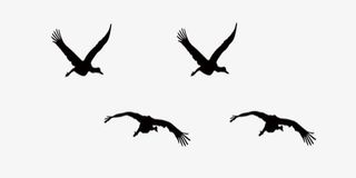 黑色简约飞鸟免抠