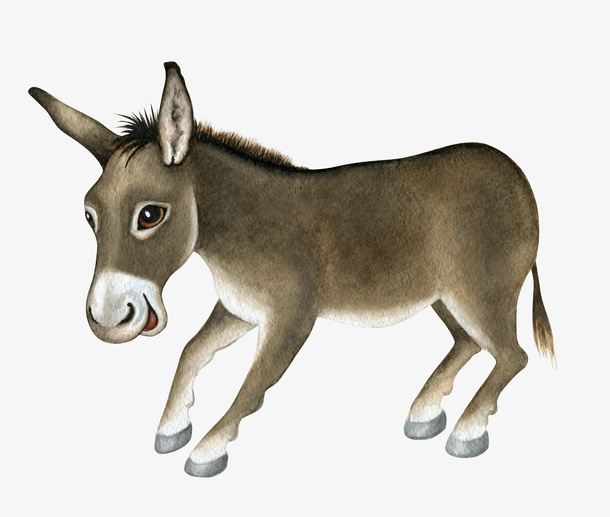 小毛驴免抠