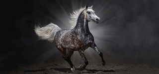 奔跑的骏马写真高清图片高清