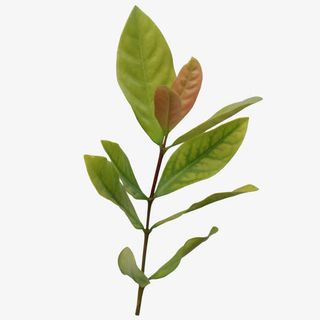 春天的绿叶免抠动植物植物元素