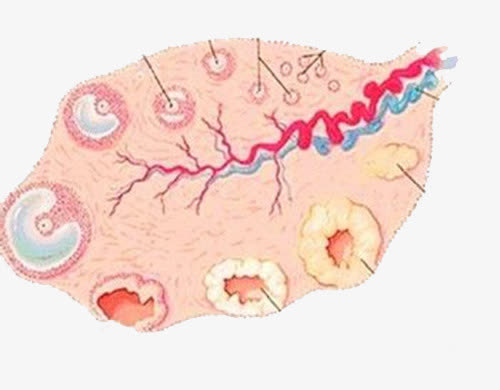 卵巢素材免抠