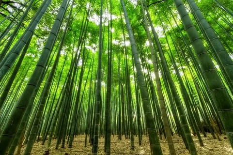 竹林,背景,竹子,竹高清 竹林,背景,竹子,竹高清