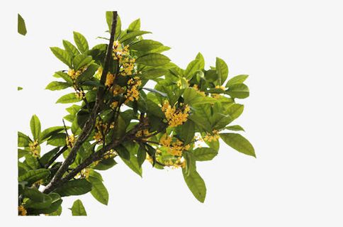 桂花飘香之日免抠