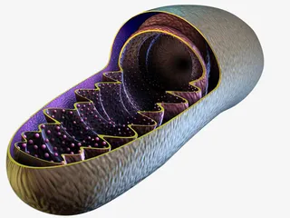 线粒体蛋白转运示意图免抠