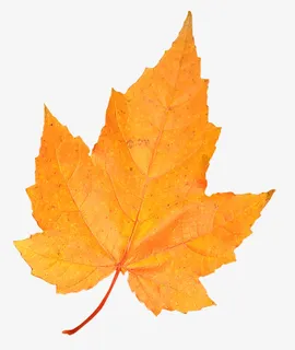 实物秋天红色枫叶免抠