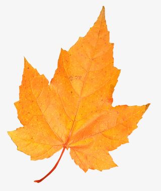 实物秋天红色枫叶免抠