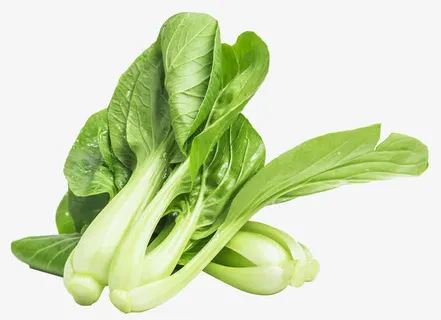 油菜摄影免抠动植物植物元素 油菜摄影免抠动植物植物元素