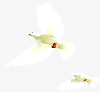 和平鸽诚聘英才招聘海报免抠