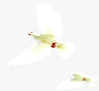 和平鸽诚聘英才招聘海报免抠