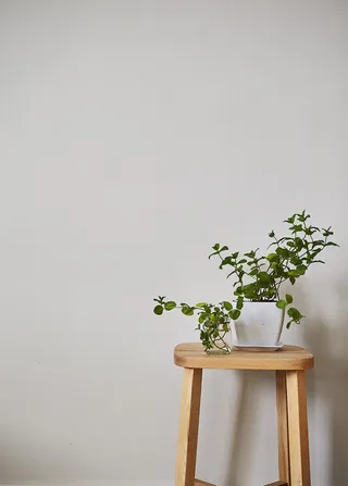 绿色植物淘宝详情页免抠