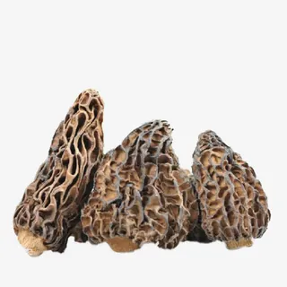 褐色食品行业的羊肚菌免抠