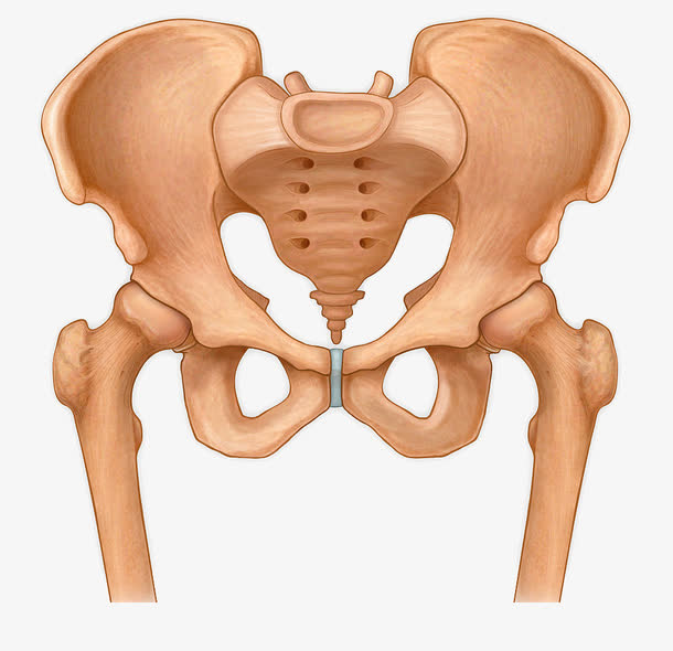 手绘骨盆插图免抠
