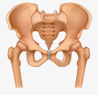 手绘骨盆插图免抠