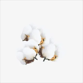 棉花免抠