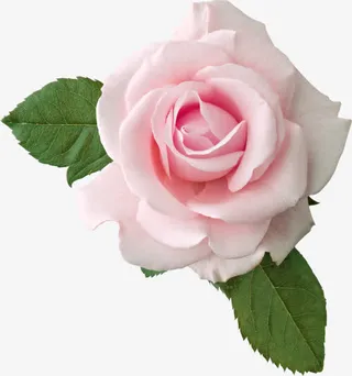 粉色玫瑰花绿叶装饰图案免抠